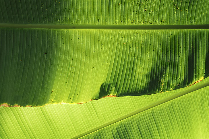nature, green, leaves, banana, veins