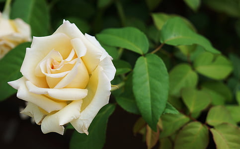 Rosa, wit, natuur, knop, bloem, plant, parfum