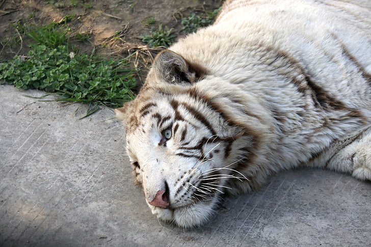 tigre, tigre blanc, animal