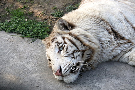 Тигр, Белый тигр, животное
