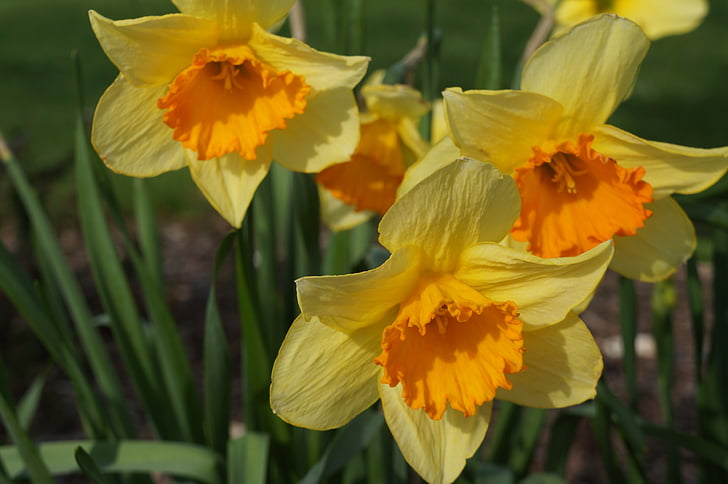 amarelo, laranja, narcisos, flores, flores de bulbo, Narciso de laranja amarelo