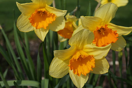 geltona, oranžinė, narcizai, gėlės, lemputė gėlės, geltonai oranžinė Narcizas