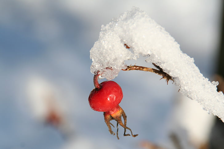 wild rose, rose hip, ice, winter, frost, cold, red