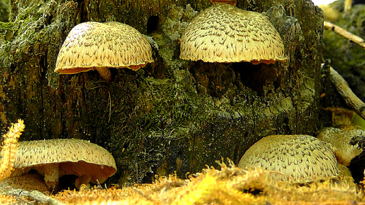 mushrooms, nature, forest, leaves, autumn, mushroom, mushroom picking