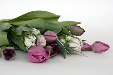 tulipanes, flores, violeta, púrpura, Blanco, naturaleza, primavera