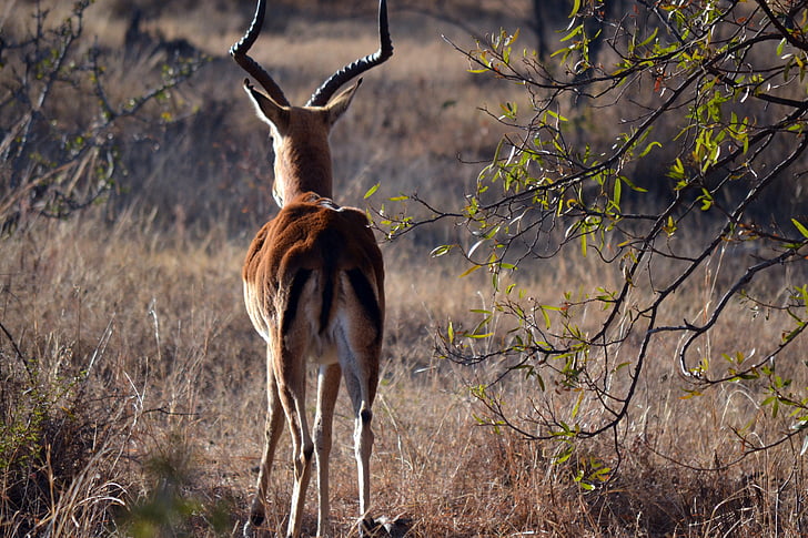 Springbok, faune, l’Afrique, nature, animal, animaux à l’état sauvage, cerf