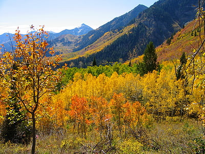 puut, Metsä, Syksy, syksyllä, sininen taivas, Luonto, Aspen