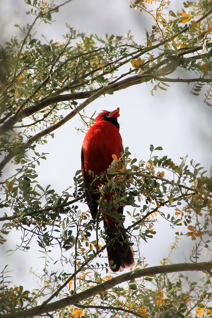 Kardinal, Redbird, satwa liar, hewan, fauna, Songbird, ilmu burung