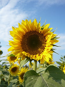 sunflower, autumn, sky, flower, yellow