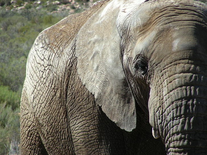 elefant, dyr, pachyderm, Safari, Afrika