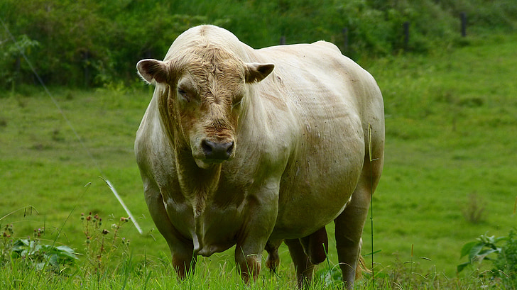 Bull, vache, produits laitiers, animal, bovins, bétail