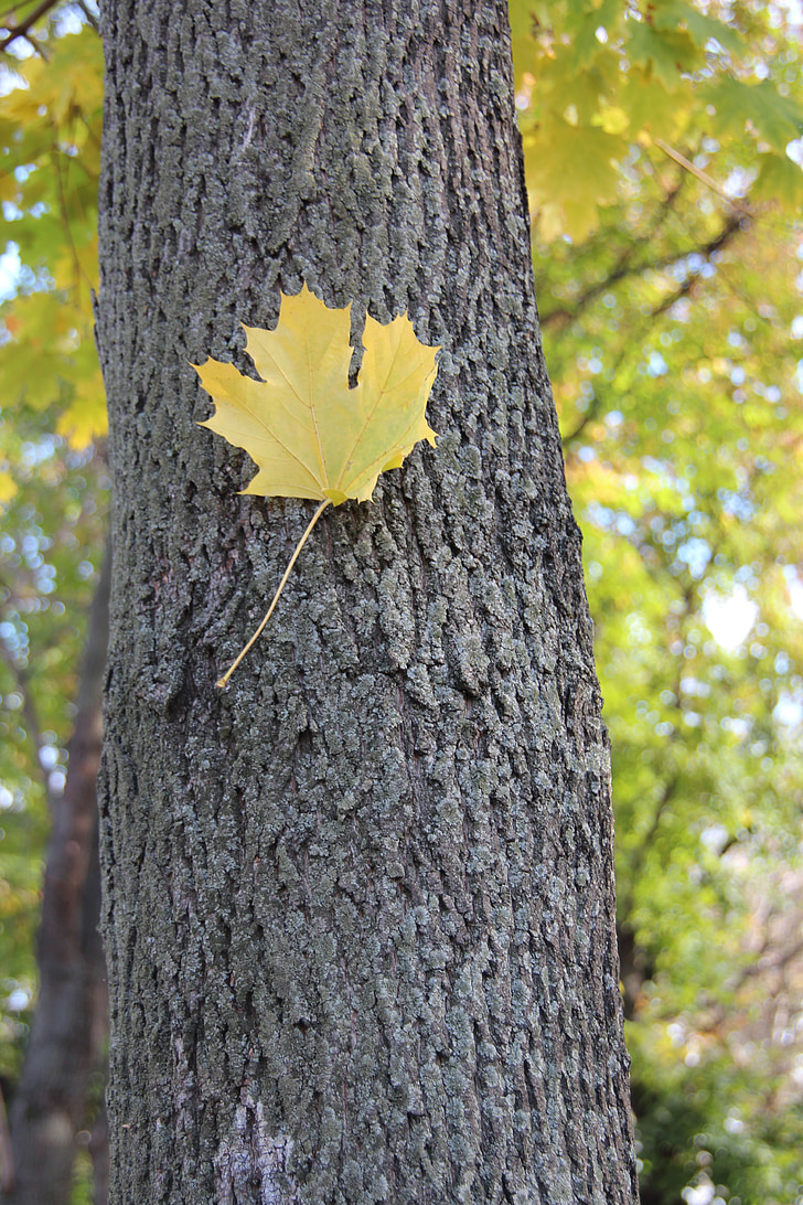 musim gugur, Maple, Listopad, pemandangan, daun maple, ben10 emas, menguning lembar