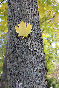 Outono, Maple, Listopad, paisagem, folha de plátano, Outono dourado, folha amarelada