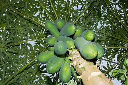 papaya, træ, landbrug, frugt, blade, felt