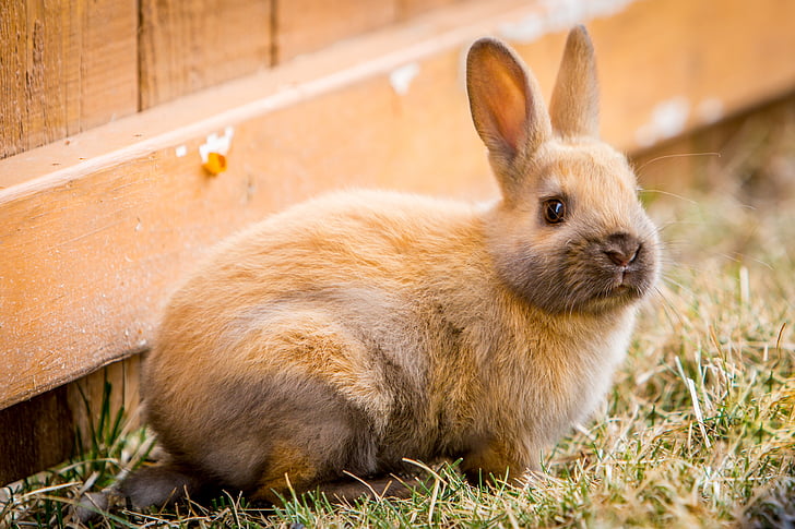 bunny, easter, spring, easter bunny, grass, rabbit, animal