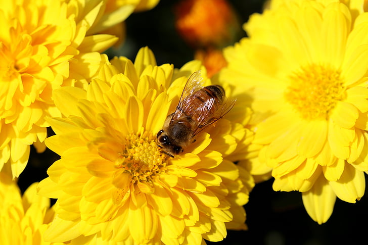krizanteme, cvetje, čebela, žuželke, rastline, jeseni, narave