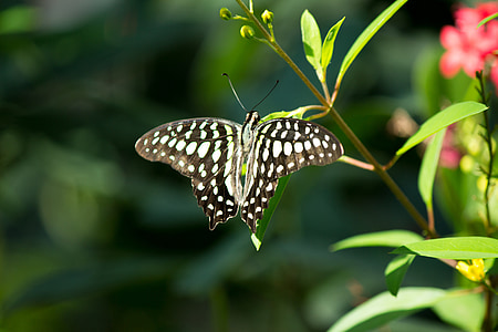 metulj, metulji, narave, krila, občutljivo, letenje, črna