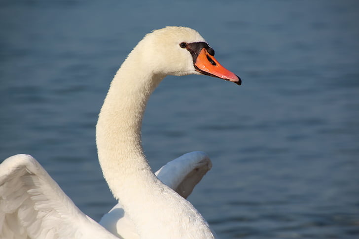 swan, white, white swan, bird, nature, animal, lake