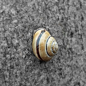 snail, animal, nature, shell, slowly, garden, animal world