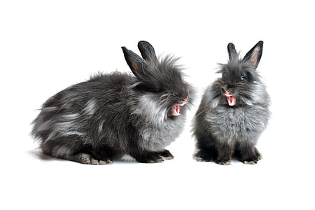 Hare, kanin, sort, grå, enkeltstående, ører, Fur