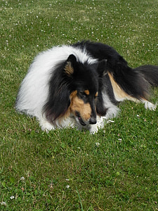 шотландско овчарско куче, трикольор, три цвят, куче, чиста порода куче, животните, кожен