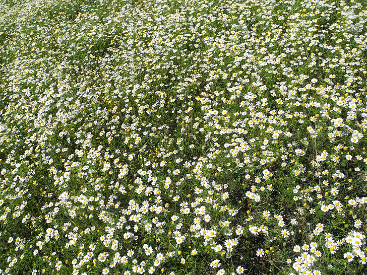 summer meadow, chamomile, white, sunny, flower meadow, summer, flower abundance