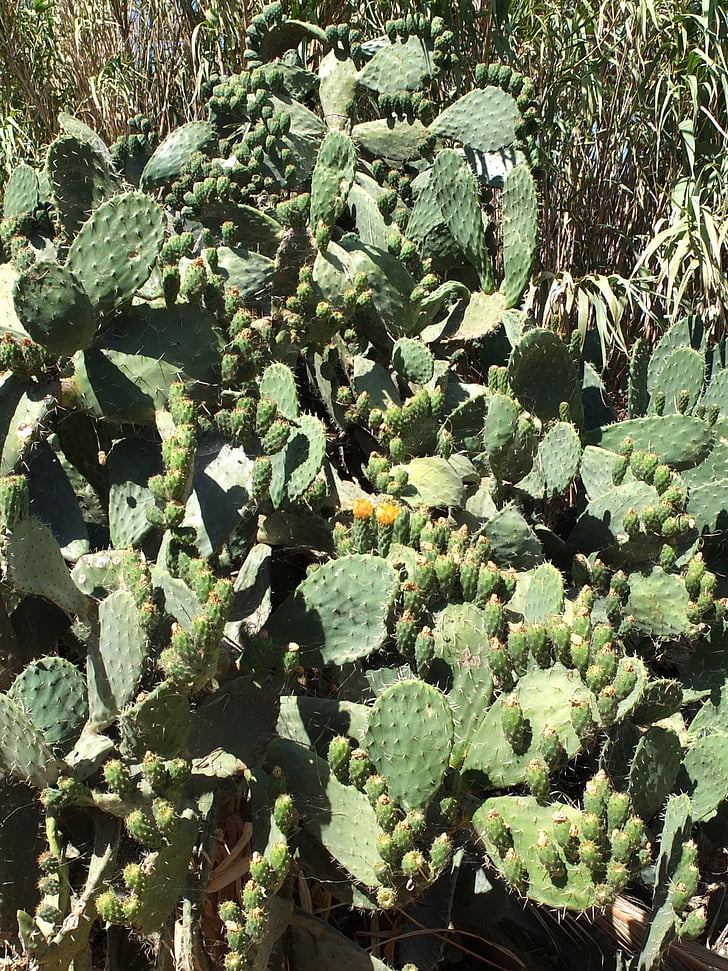 cactus, plant, sting, prickly, green, sardinia, nature