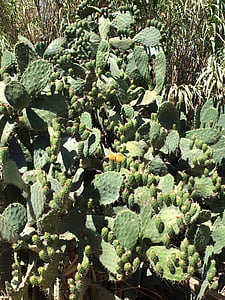 kaktus, anlegget, brodd, stikkende, grønn, Sardinia, natur