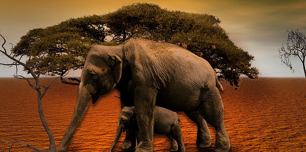 elefante, África, Baobab, árbol, Parque Nacional, Sabana, niño del elefante