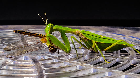 Praying mantis, Câu cá locust, con chuồn chuồn, ăn, đóng