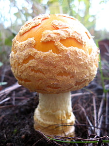 Природа, Мухомор flavoconia, грибы, макрос, оранжевый, завод, лес