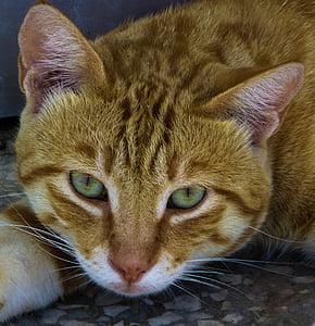 kat, verdwaalde, dier, ogen, blik, nieuwsgierig, Cyprus
