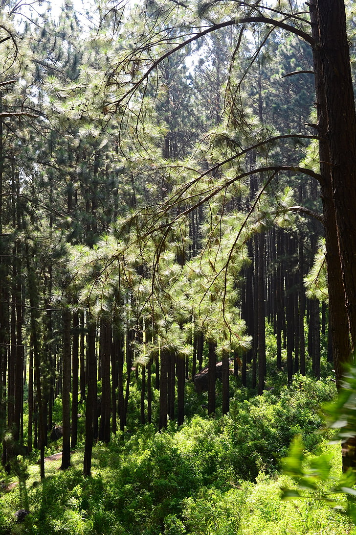 borový les, zadní světlo, stromy, vysoké stromy, Loolecondera, deltota, Ceylon