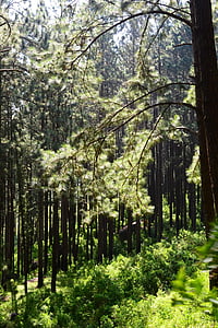 forêt de pins, lumière de retour, arbres, grands arbres, Loolecondera, deltota, Ceylan