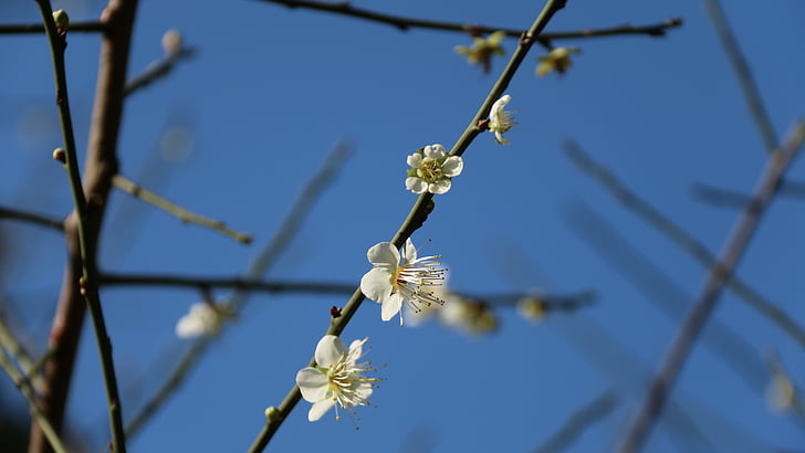 Plum blossom, ķīnieši Ķīnā, balta puķe, putna ziedi, puķe, augu, daba