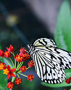 witte baumnymphe, idee leukonoe, vlinder, wit, wit zwart, insect, vleugel