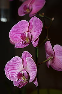 Orhideja, puķe, daba, zieds, krāsa, Violeta, rozā