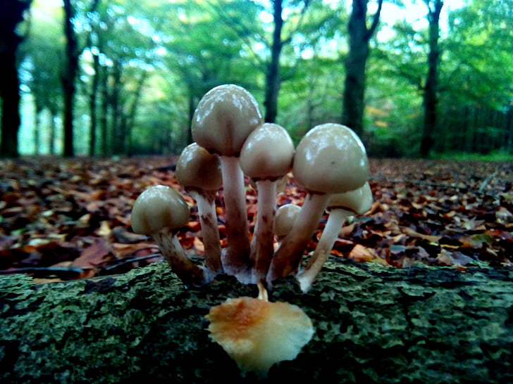 beige, mush, room, forest, leaf, fall, mushroom