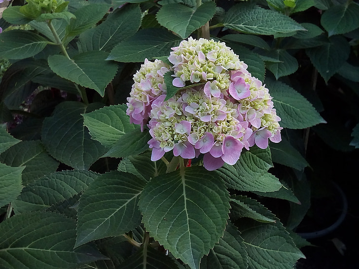 other training offerings, hydrangea flowers jia, nature, flowers, refreshing, pink, bloom