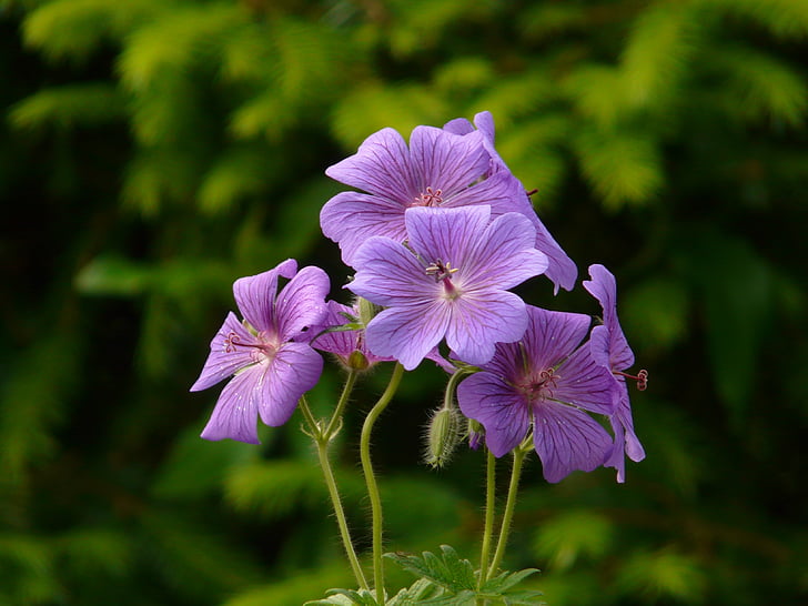 gran geranio, Geranio de los Pirineos, flor, flor, floración, planta, violeta