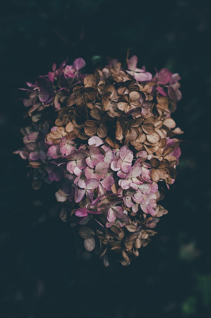 Rosa, marró, flors, flor, pètal, sec, natura