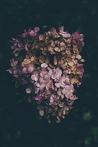 roosa, pruun, lilled, lill, kroonleht, kuiv, loodus
