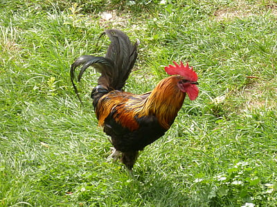 gallo, 깃털, 수 탉, 잔디, 농장