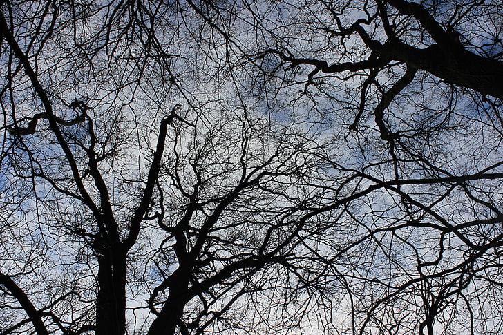 Couronne, Sky, arbre, Kahl, esthétique, nature, bleu
