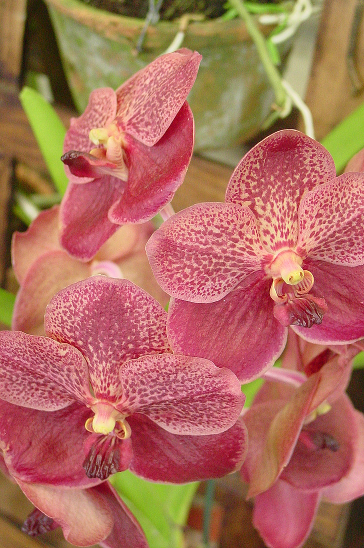 orquídea, flores, planta exótica, natureza, jardim