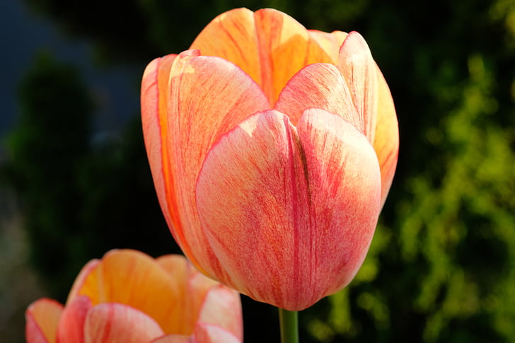 Tulip, flor, primavera, flores, naturaleza, rojo, amarillo