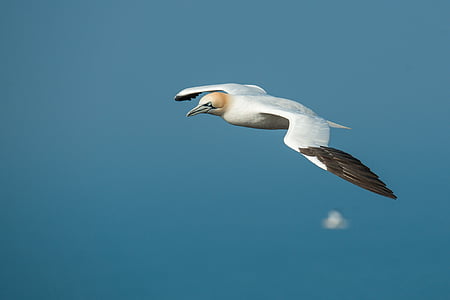 Terej bílý, bílých Morus bassanus, ostrov Helgoland, pták, letu, Příroda, ostrov na moři