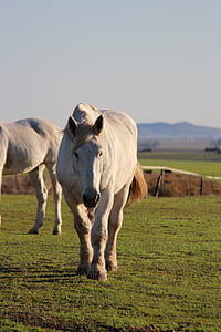 horse, animal, nature, farm, equestrian, white horse