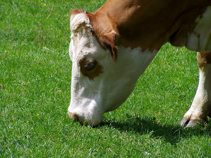 retrato de vaca, procurar, gado de marrom e branco, animal, grama, vaca, fazenda