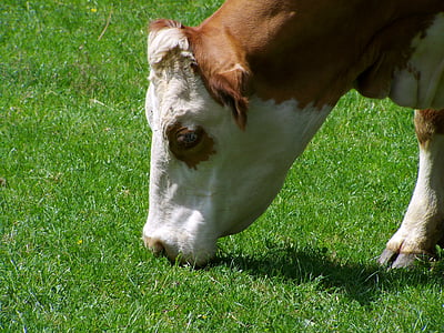 tehén portré, Tallózás, barna és fehér szarvasmarha, állat, fű, tehén, Farm